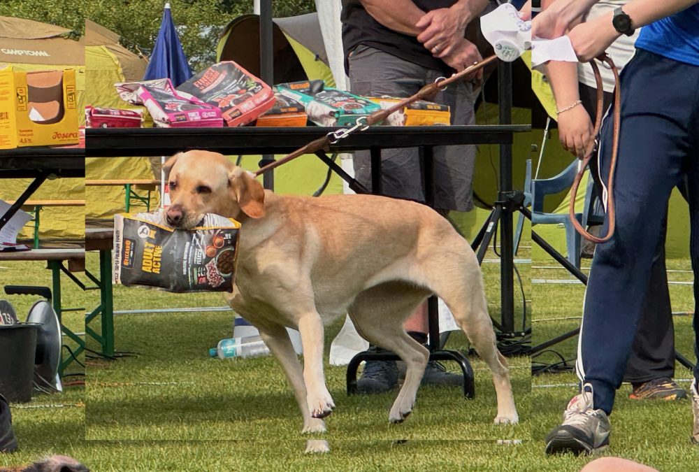 Ein Hund trägt als Belohnung einen Futtersack von unserem Sponsor Belcando im Maul.