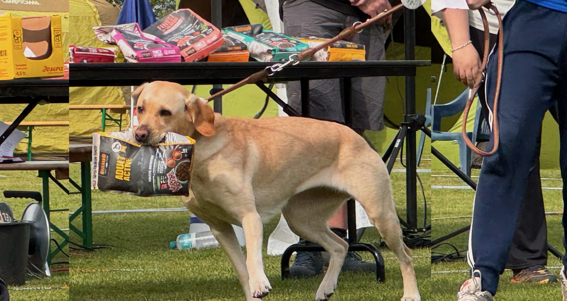Ein Hund trägt als Belohnung einen Futtersack von unserem Sponsor Belcando im Maul.