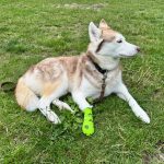 Erste-Hilfe am Hund Seminar beim NPV Altona